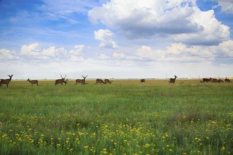 Deer Herd in the Steppe 写真素材