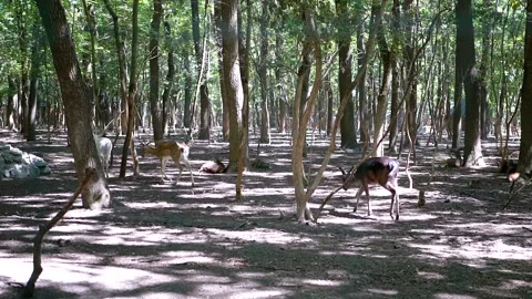 Deer Herd in Summer Forest 스톡 동영상 293217967