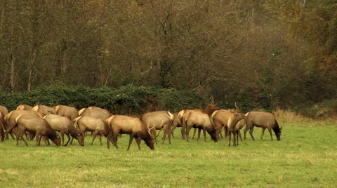 Deer herd walking in forest  Stock Footage 919974
