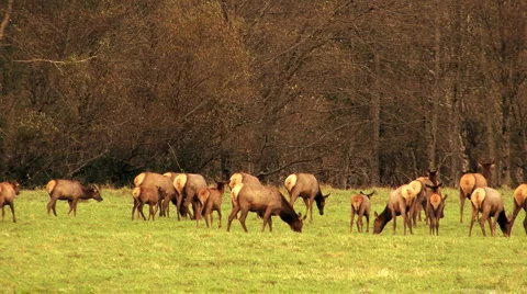 Deer herd walking in forest  Stock Footage 920271