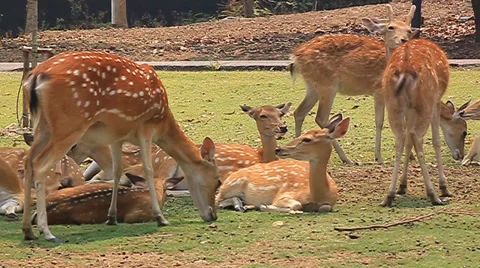 Deer herd of wild red deer fawn deer Mai Night Safari. Stock Footage 39562564