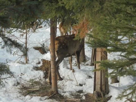 Deer hiding among thin spruce trees Stock Photos