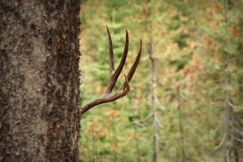 Deer hiding behind tree Stock Photos