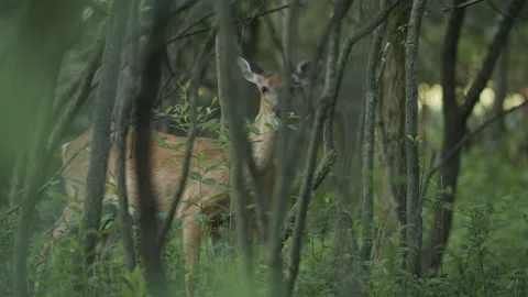 Deer Hiding in Forest Stock Footage 185680354