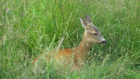Deer hiding in the grass Vídeo Stock 117764002