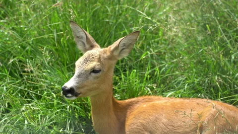 Deer hiding in the grass Video stock 117820696