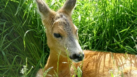 Deer hiding in the grass Stock-Footage 118247487