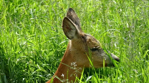 Deer hiding in the grass Video stock 118250701