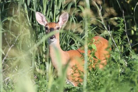 Deer in hiding Stock Photos