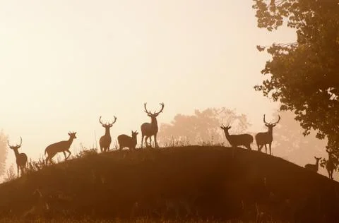 Deer on the hill Foto stock