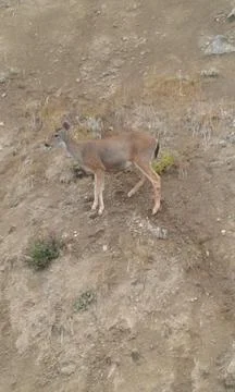 A deer on the hill Stock Photos