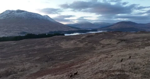 Deer on the Hills Stockbeeldmateriaal 240197620