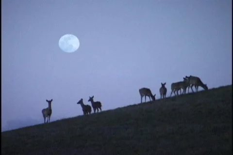 Deer on Hillside with Moon Stock Footage 297380