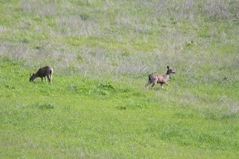 Deer on Hillside Stock Photos
