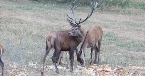 A deer with a hind in a field roaring during the rutting season Видео 140232783