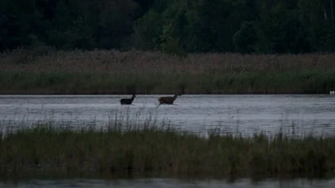 Deer hinds wade through calm lake water as morning mist and sunlight create.. Stock Footage 318724279