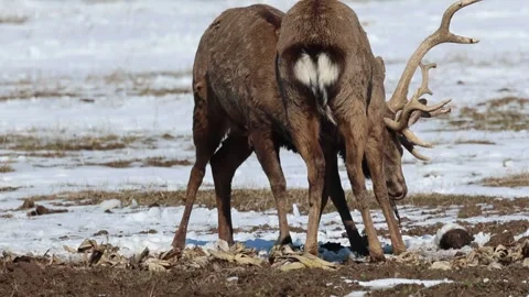 Deer hitting their antlers Stock Footage 242455805