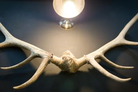 Deer horn on the background Stock Photos