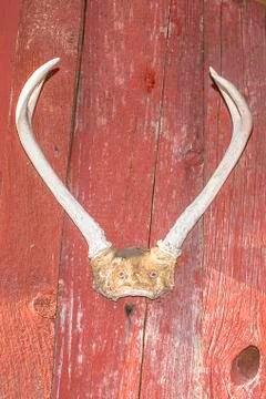 Deer horn Stock Photos