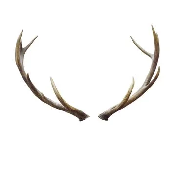Deer horns. Stock Photos