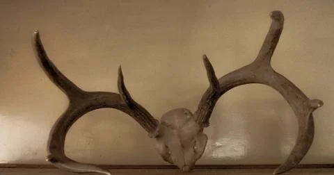 Deer horns Stock Photos