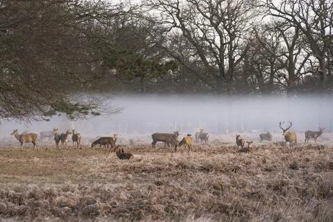 Deer in the hovering mist Stock Photos