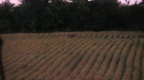 Deer Hunting (Slow Motion) Stock Footage 32902469