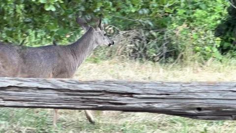 A deer hurries to catch up to its small herd Stock Footage 311121247