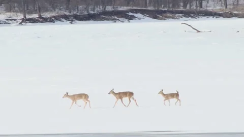 Deer On Ice 2 Stock Footage 149160722