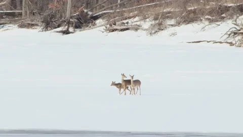 Deer On Ice Stock Footage 149161324