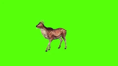 Deer Idle Green Screen Animation 4K Rendering Stock-Footage 278137833