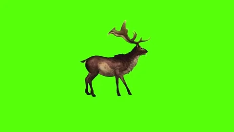 Deer idle Green Screen Animation 4K Rendering Vidéo 295212825