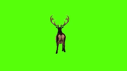 Deer idle Green Screen Animation 4K Rendering Stockbeeldmateriaal 295212869