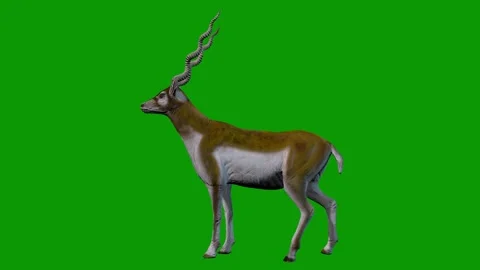 Deer idle Left Side On Green Screen-3D Rendering Animation Wildlife Animal Stock Footage 313888321