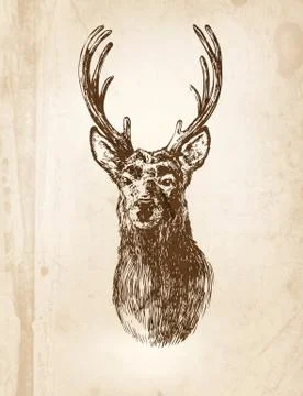 Deer Stock Illustration