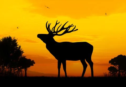 Deer Stock Illustration