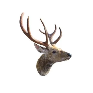 Deer Stock Illustration