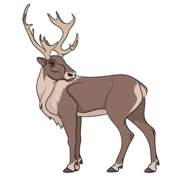 Deer illustration. Isolated object on white. Stock Illustration