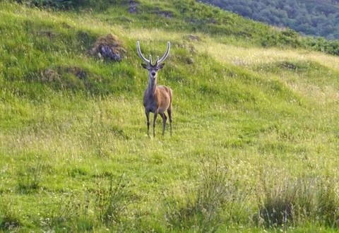 Deer at Inchadampf Stock Photos
