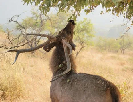 Deer in india Stock Photos