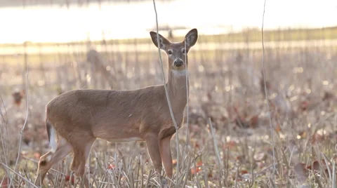 Deer Interacting in a meadow at Sunrise Stock Footage 48905552