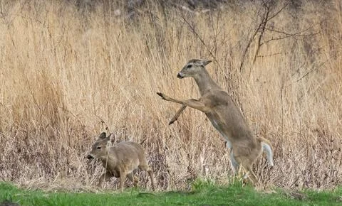 Deer Interaction in a Grassy Field Fotos de archivo