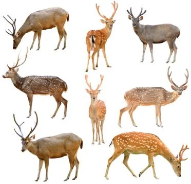 Deer isolated Foto stock