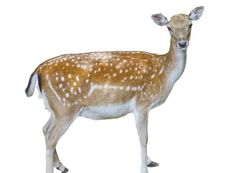 Deer isolated on white background 库存照片