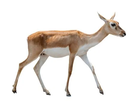 Deer isolated white 写真素材
