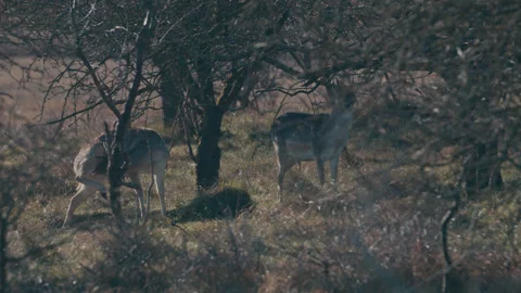 Deer itching Stock Footage 332229560