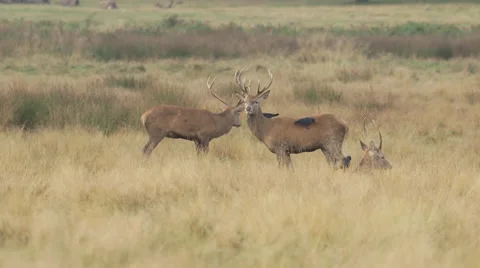 Deer with jack daws Video stock 42864100