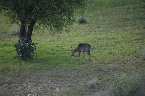 Deer in Jaisalmer Stock Photos