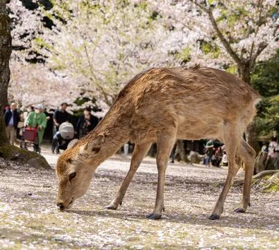 Deer in Japan during spring Stock Photos