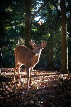 Deer In Japan Stock Photos